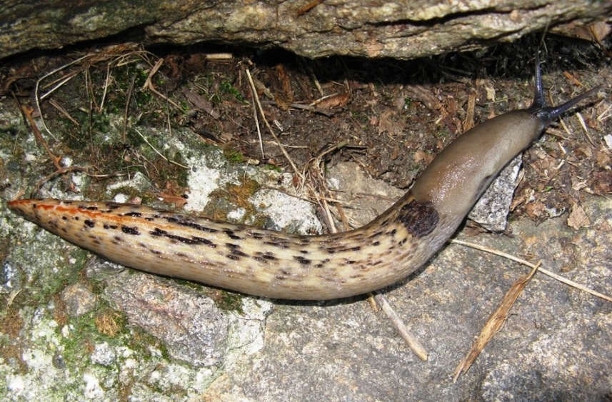 Un Limax dalla Val dei Ratti (Sondrio)